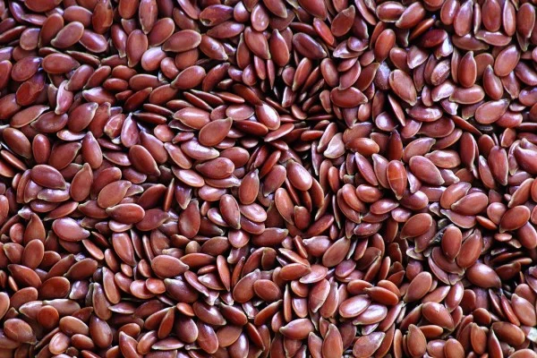 قیمت خرید تخم کتان صادراتی با فروش عمده